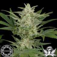 Dinafem Seeds Critical Jack AUTOFLOWERING